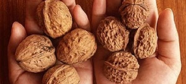 Quả óc chó – Vua của các loại hạt dinh dưỡng