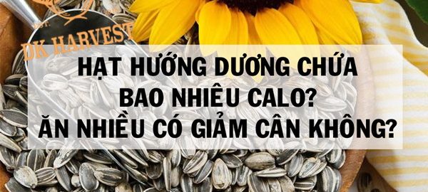 Ăn hạt hướng dương có tốt không? và có béo không? 
