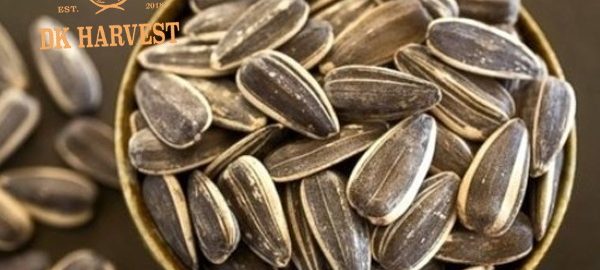 Hạt hướng dương vị dừa – Vì sao được ưa chuộng?