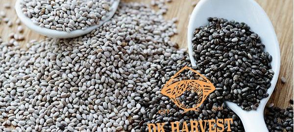 Hạt chia trắng hay đen tốt? Cách nhận biết hạt chia giả đơn giản