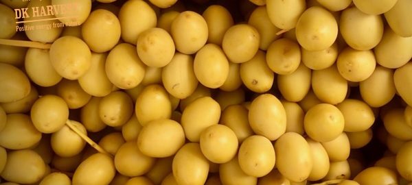 Tìm hiểu chà là tươi và chà là khô – Mua quả chà là ở đâu?