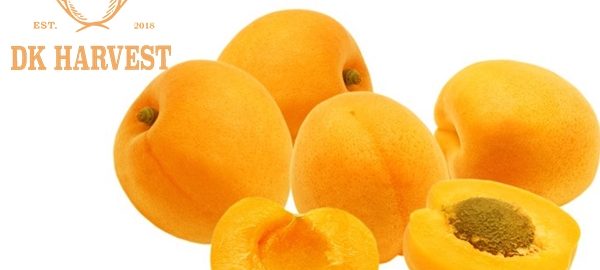 Quả mơ – Thực phẩm quý cho mọi nhà không nên bỏ qua