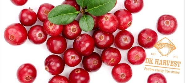 Quả nam việt quất mua ở đâu an toàn chất lượng