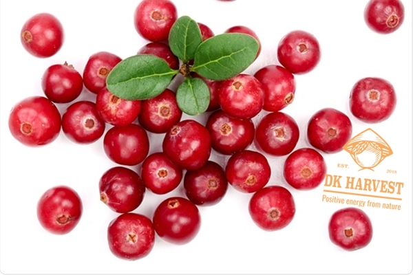 mua nam viet quat o dau
