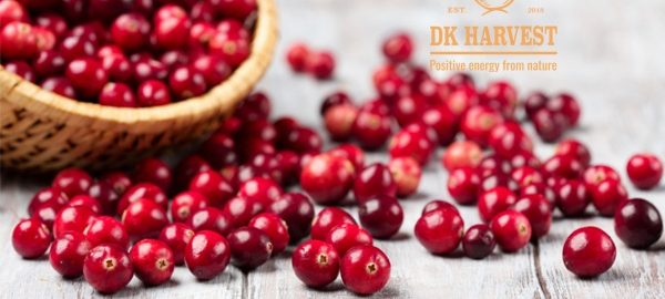 Nam việt quất – Cranberry là gì? So sánh Nam Việt Quất và Việt Quất