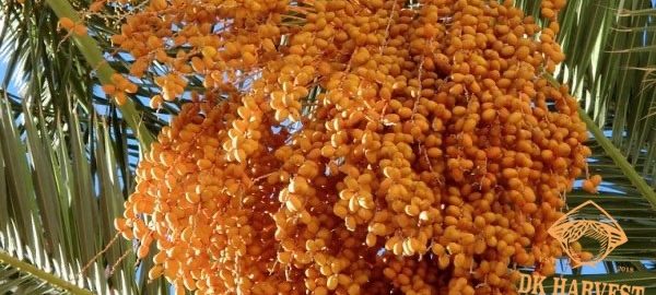 Quả chà là với những công dụng bất ngờ cho sức khỏe