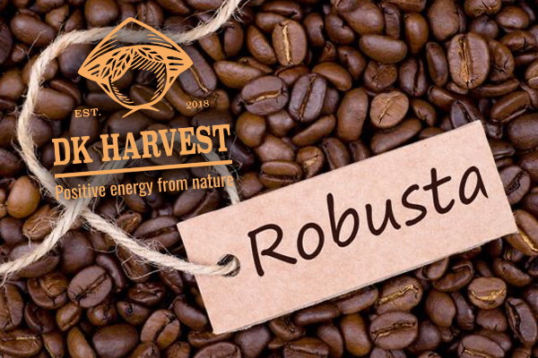 ca phe robusta la gi